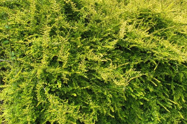 Lonicera nitida.