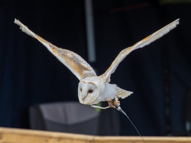 Visitors were treated to a Birds of prey display at Port Solent on Thursday, along with arts and craft for children.
Pictured - The Birds of Prey in action
Photos by Alex Shute