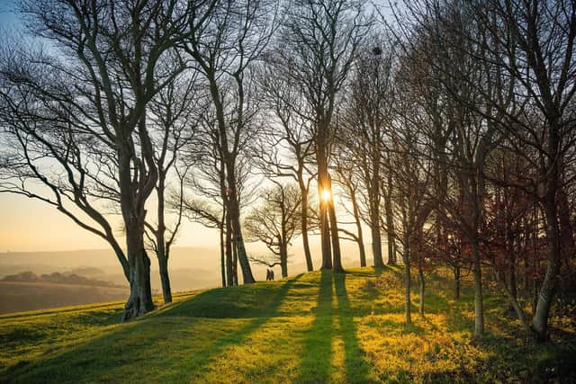 Chanctonbury Ring by Tim Kahane, winner of 2020 competition.