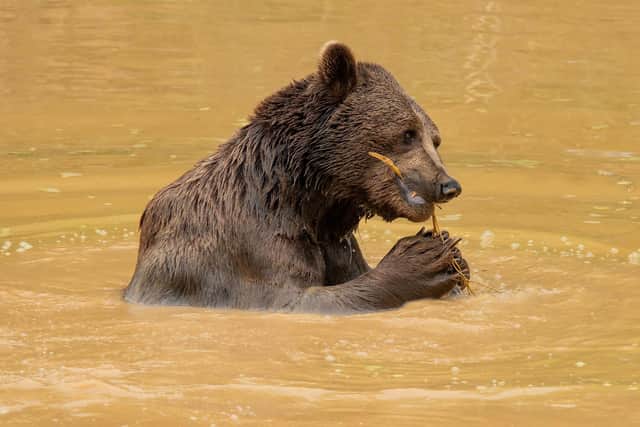 Benji the bear eats a twig at the Wildheart Animal Sanctuary on the Isle of Wight