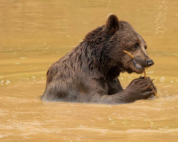 Benji the bear eats a twig at the Wildheart Animal Sanctuary on the Isle of Wight