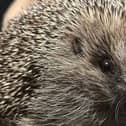 Piper the hedgehog has found his forever home after finding himself is a pickle.