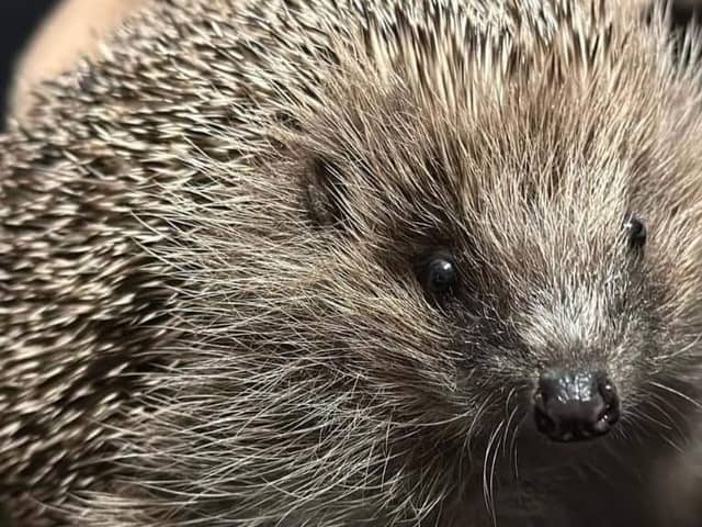 Piper the hedgehog has found his forever home after finding himself is a pickle.