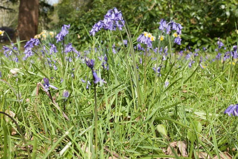 So much natural beauty shows up in Exbury Gardens, including these English Bluebells enjoying the Late Spring sunshine.