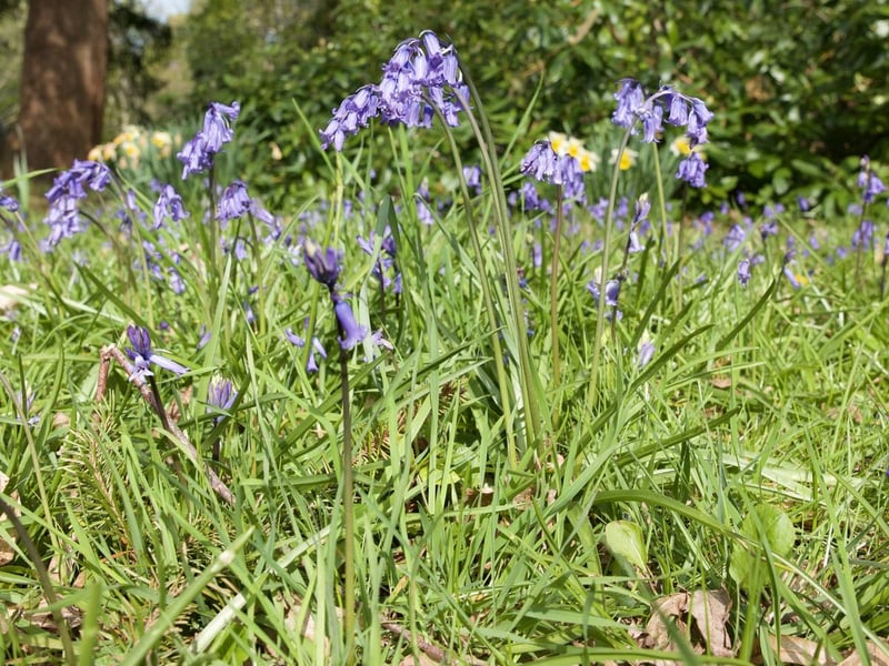 So much natural beauty shows up in Exbury Gardens, including these English Bluebells enjoying the Late Spring sunshine.