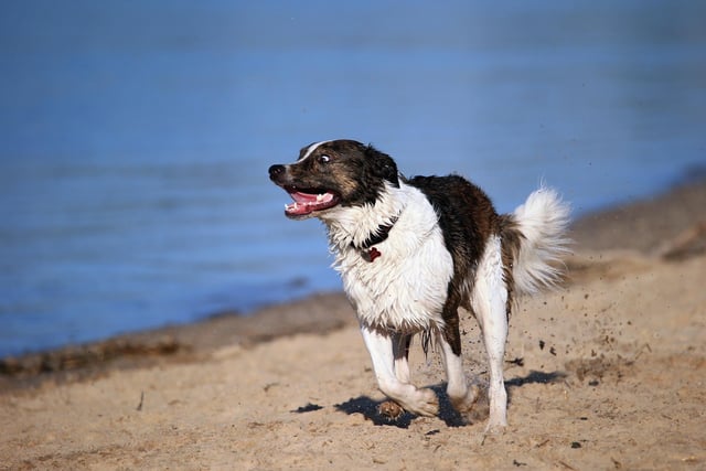 A Border Collie will set you back around £615 on average.  (Photo by Bruce Bennett/Getty Images)