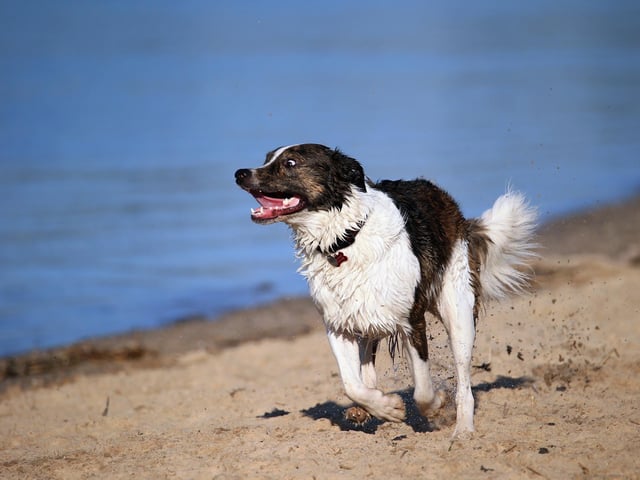 A Border Collie will set you back around £615 on average. (Photo by Bruce Bennett/Getty Images)
