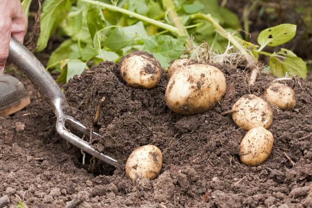 Harvesting potatoes.