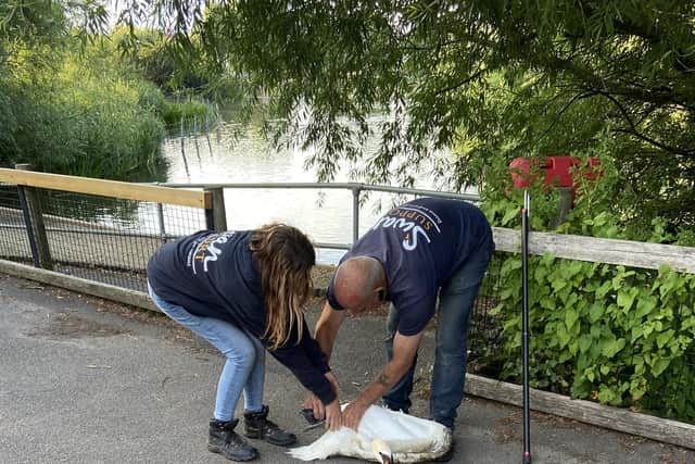 Swan Support staff assess a swan