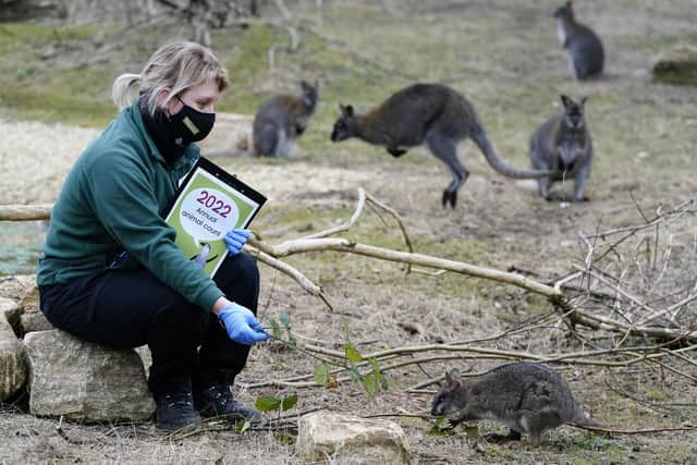 A keeper feeds a Parma wallaby Picture:  Andrew Matthews/PA Wire