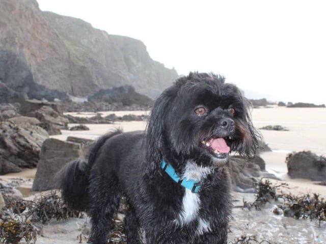 Darren Hewett shared this gorgeous picture of Dave.