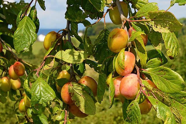 Plum tree.