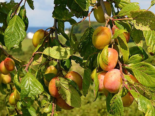 Plum tree.