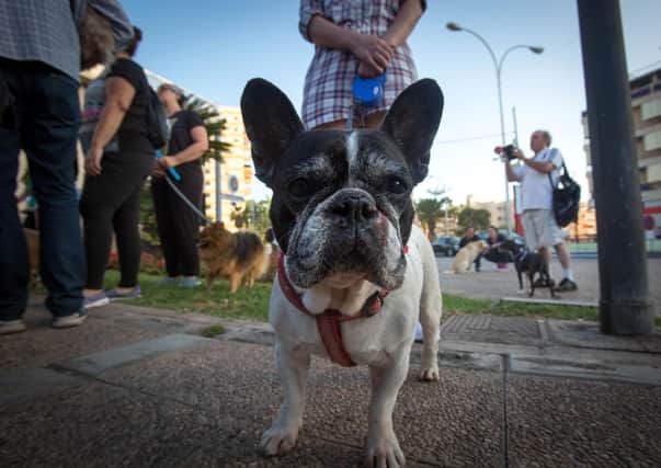French bulldogs are among the dogs most commonly targeted by thieves - find out others in our gallery. Picture: DESIREE MARTIN/AFP via Getty Images