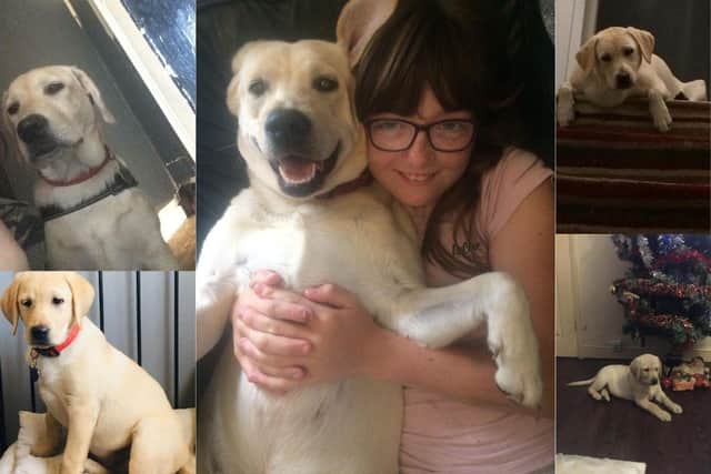 A family from Gosport have been left grief stricken after their dog Narla was hit by a van. Sieanna was particularly upset, with mum Rachel describing the Labrador as 'her whole world'.