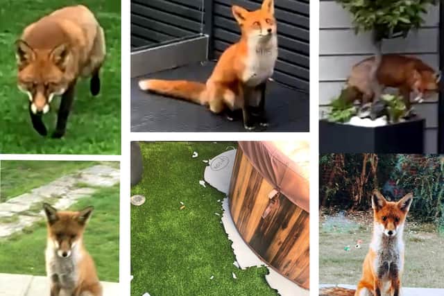 Residents across North End report increasing numbers of foxes - and some have found hot tub mats, wifi wiring, and garden furniture chewed by the animals.