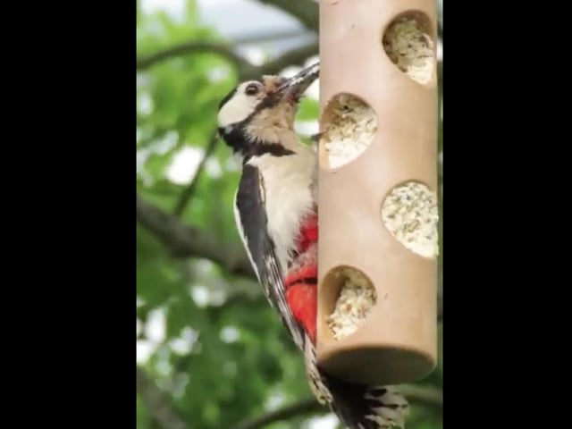 Martin Cormican was lucky enough to see this great spotted woodpecker.