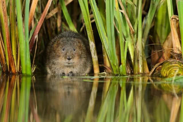 Water voles