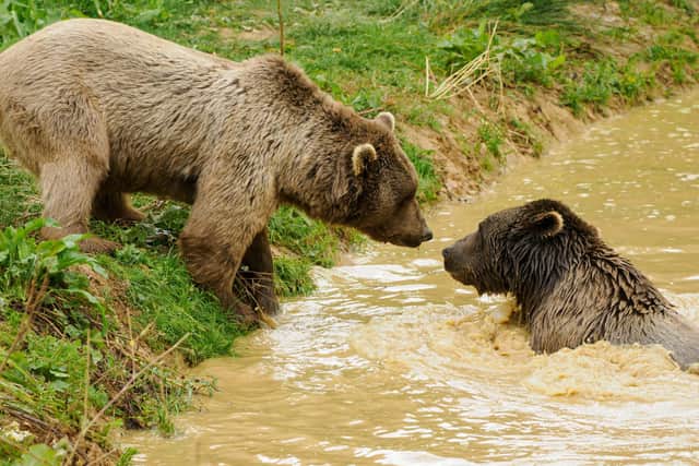 Benji and Balu have settled into Island life and are looking healthy and happy - Animal News Agency