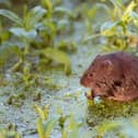A water vole
Picture: Hugh Clark /People’s Trust for Endangered Species