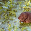 A water vole
Picture: Hugh Clark /People’s Trust for Endangered Species