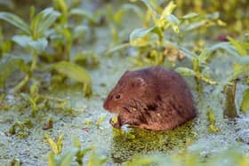 A water vole
Picture: Hugh Clark /People’s Trust for Endangered Species