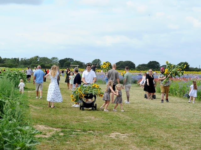 Sam's Sunflowers in Hayling Island, on Sunday, August 4, 2024.
Picture: Sarah Standing (040824-3923)
