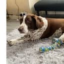 Meg the spaniel was taken in by a trustee at Phoenix Rehoming charity after her owner was hit by a car in Gosport.
