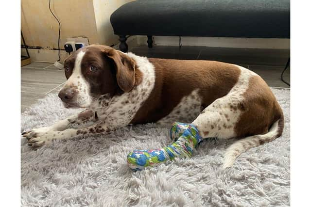 Meg the spaniel was taken in by a trustee at Phoenix Rehoming charity after her owner was hit by a car in Gosport.