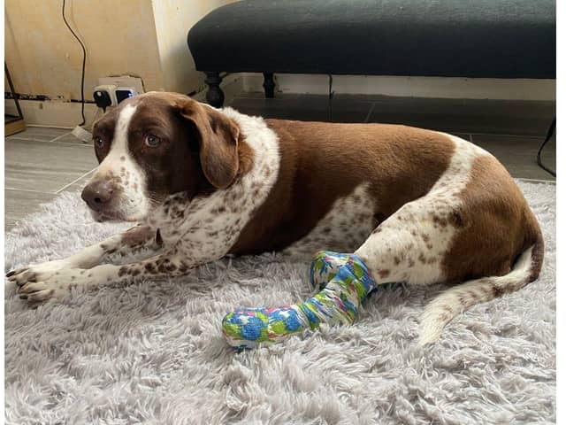 Meg the spaniel was taken in by a trustee at Phoenix Rehoming charity after her owner was hit by a car in Gosport.
