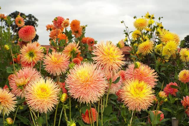 Keep deadheading your dahlias.