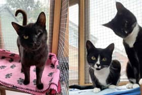 Cats Protection Gosport are looking for homes for a trio of cats two of which have lost an eye. 
Pictured: Dennis (left), Harmony and Melody (Right)