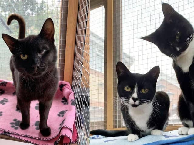 Cats Protection Gosport are looking for homes for a trio of cats two of which have lost an eye. 
Pictured: Dennis (left), Harmony and Melody (Right)