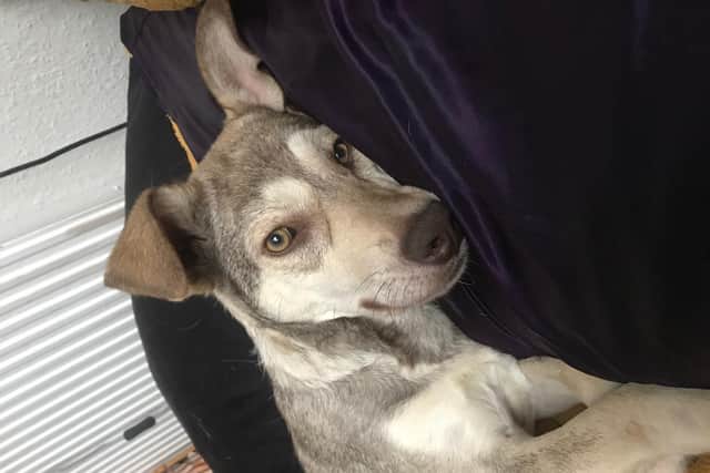 Alin has been granted a forever home.
