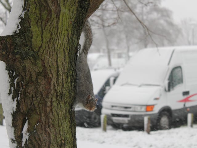 A cheeky squirrel made the most of the snowy weather in 2013. Picture: Marcin Jedrysiak