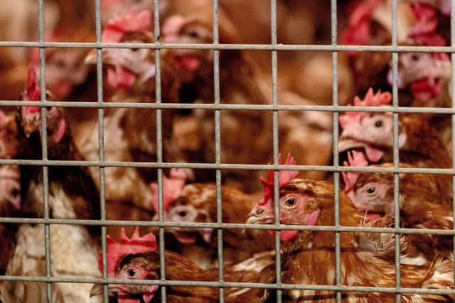 An outbreak of bird flu has been confirmed in Hampshire.
