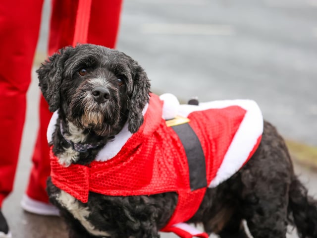 Pictured - Alan the Dog running 5K.