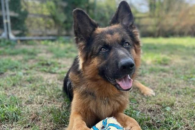 RSPCA The Stubbington Ark is looking for new homes for Kevin and Chester.
Pictured: Chester