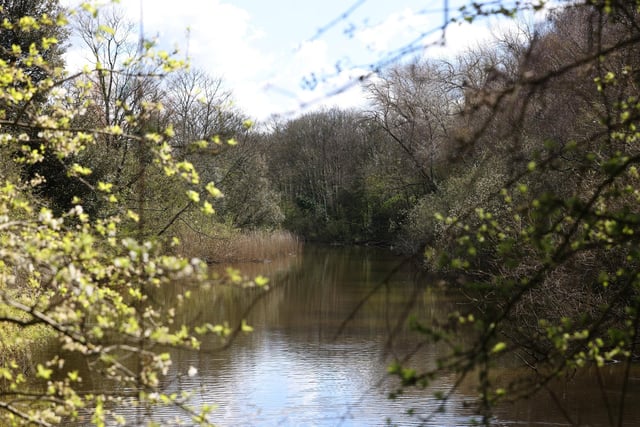 Foxes Forest, Portsmouth, offers up a picturesque walking area which is a popular choice amongst many throughout the year.   Picture: Sam Stephenson.