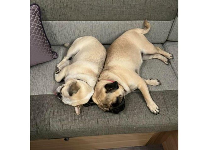 Bella and Penny are absolute cuties. Thank you Darren Ray for sending this picture in.