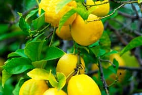 If you eat pickled lemons you're likely to be the kind of person who sees the closure of Waitrose in Waterlooville as a 'disaster'