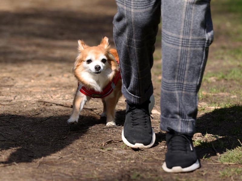 Coco enjoying a stroll
Picture: Sam Stephenson.