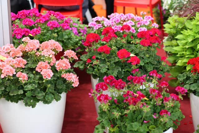 Pelargonium - don't mix your colours in the same container.