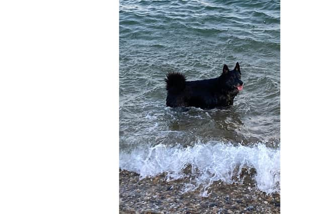 Storm, a rescue dog from Portsmouth, has made the front cover of the 2021 Kennel Club Breed Rescue Calendar.