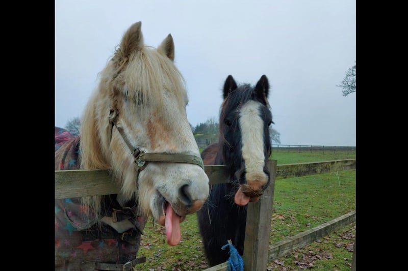Ashley captured this handsome pair in Wickham.