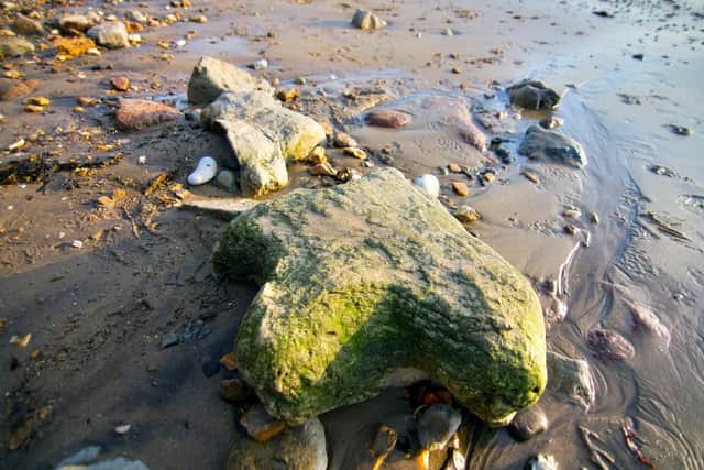 Go fossil hunting
