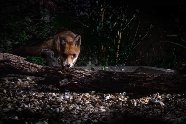 The Night Fox image by Richard Murray which took third place in the Living Dark Skies category.