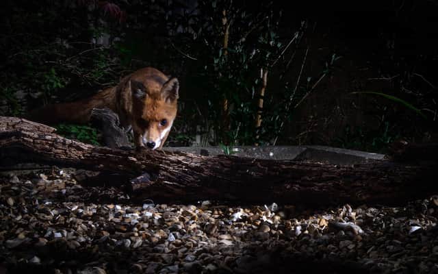 The Night Fox image by Richard Murray which took third place in the Living Dark Skies category.