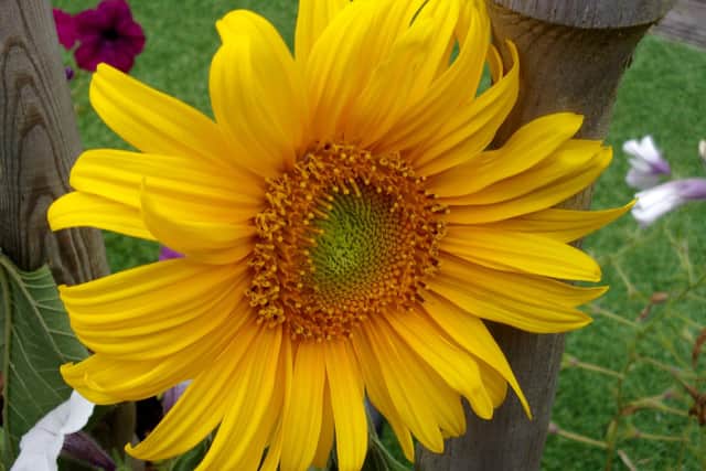 Sunflower By Lynda Piddington, chair of Purbrook Horticultural Society.