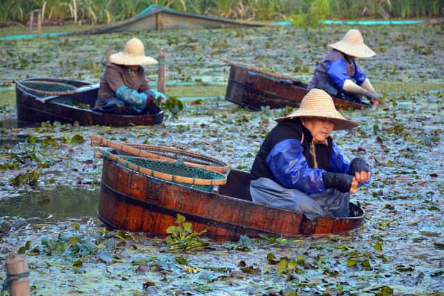 David Colman's picture of women picking water chestnuts.  Picture: David J Colman